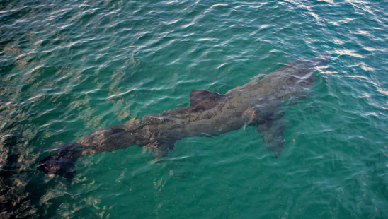 Basking shark off the Isle of Coll, Scotland. | Requin pèlerin au large de l'île de Coll, en Écosse. | Hermés (CC-BY-2.0)