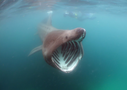 Basking shark off Cornwall, UK. | Requin pèlerin au large de Cornwall, au Royaume-Uni. | Yohancha (CC BY-ND 2.0)