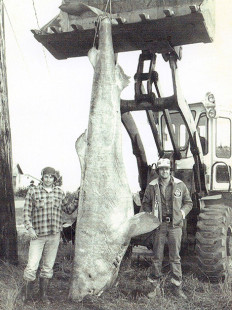 Greenland shark caught in the 1980s off Les Bergeronnes, Québec — Requin du Groenland capturé au large de Les Bergeronnes dans les années 1980 — Photo © Guy Beaulieu | GEERG