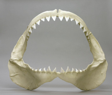 White shark jaws. — Mâchoires de requin blanc. — Photo Bone Clones (CC BY-SA 3.0)