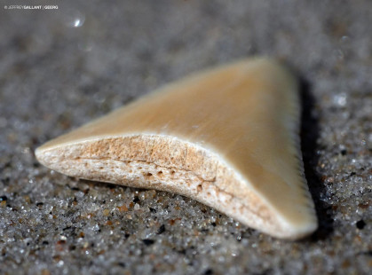 White shark tooth found at Baie-Trinité (Québec) on the northwest coast of the Gulf of St. Lawrence in 2019. — Dent de requin blanc trouvée à Baie-Trinité (Québec) sur la côte nord-ouest du golfe du Saint-Laurent en 2019. — Photo © Jeffrey Gallant | ORS