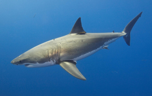 White shark at Guadalupe, Mexico. — Requin blanc à Guadalupe, Mexique. — Photo Elias Levy (CC BY 2.0)