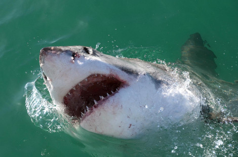 White shark at Dyer Island, South Africa. — Requin blanc à Dyer Island, Afrique du Sud. — Photo Olga Ernst (CC BY-SA 4.0)