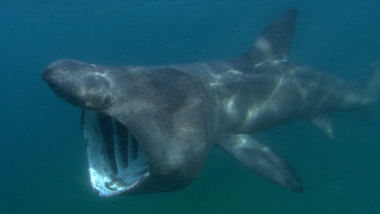 Basking shark off the Atlantic coast. | Requin pèlerin dans l'Atlantique Nord. | Green Fire Productions (CC-BY-2.0)
