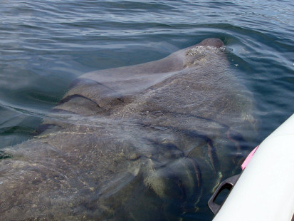 Basking shark filter feeding on the surface near Percé, Québec (Gaspé Peninsula). | Requin pèlerin se nourrissant à la surface près de Percé, Québec. | Photo © André Berthelot 