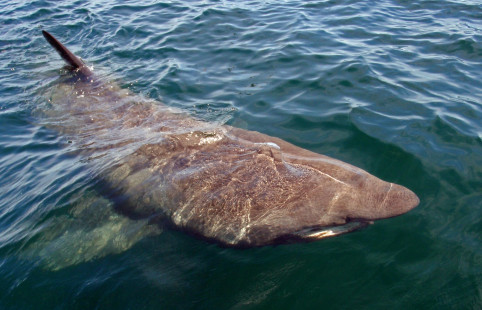 Basking shark | Requin pèlerin | Rossbeane (CC-BY-SA-2.0)