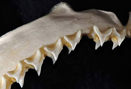 Common thresher shark (Alopias vulpinus) teeth. | Dents du requin-renard commun (Alopias vulpinus). | Photo: Smithsonian Institution