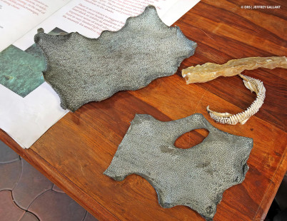 Dermal denticles protruding from dried Greenland shark skin at the Bjarnarhöfn Shark Museum (Iceland) | Denticules dermiques dépassant de la peau de requin du Groenland séchée au Bjarnarhöfn Shark Museum (Islande) | Photo © ORS | Jeffrey Gallant