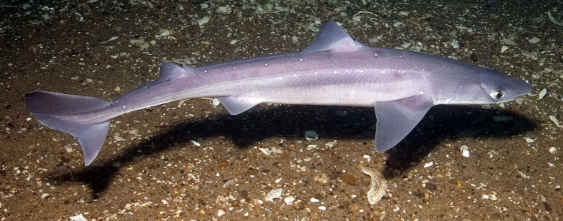 Spiny dogfish (Squalus acanthias) in the North Atlantic. Photo: NOAA