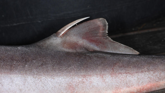 Spiny dogfish rear dorsal fin spine. | Seconde épine dorsale 'aiguillat commun. | Photo: Magnefl (CC BY-SA 4.0)