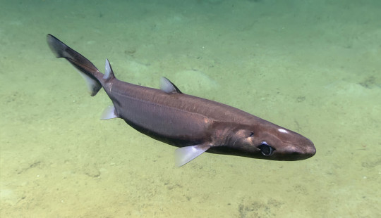 A small shark, similar in appearance to the black dogfish but lacking spines, at a depth of 601 meters (1,972 feet) in the Gulf of Mexico. | Un petit requin, semblable en apparence à l'aiguillat noir mais dépourvu d'épines, à une profondeur de 601 mètres dans le golfe du Mexique. | Photo: NOAA 