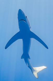 Blue shark by Diego Delso (CC BY-SA 4.0)