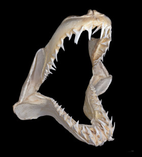Shortfin mako jaws. Photo by Didier Descouens (CC BY-SA 4.0)