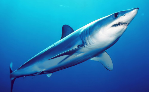 Shortfin mako shark. Photo by Mark Conlin | SWFSC (Public Domain)