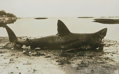 Porbeagle shark in Gaspé, Québec, in 1910. | Requin maraîche à Gaspé en 1910. | Photo courtoisie Maison du pêcheur