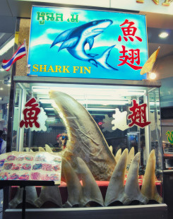 Shark fins in a storefront window in Bangkok. Photo by John Payne (CC BY-NC-ND 2.0).