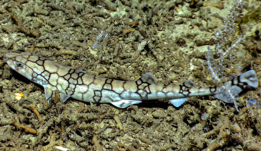 Chain catshark (Scyliorhinus retifer). | Roussette maillée (Scyliorhinus retifer). | Photo © NOAA
