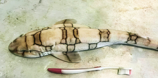 Chain catshark (Scyliorhinus retifer) caught off Prince Edward Island in 2023. | Roussette maillée (Scyliorhinus retifer) pêchée au large de l'ïle-du-Prince-Edward en 2023. | Photo © Stephan Bakir
