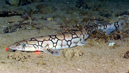 Chain catshark (Scyliorhinus retifer) in the Gulf of Mexico. | Roussette maillée (Scyliorhinus retifer) dans le golfe du Mexique. | Photo © NOAA