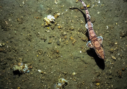 Chain catshark (Scyliorhinus retifer). | Roussette maillée (Scyliorhinus retifer). | Photo © NOAA