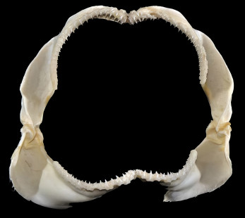 Chain catshark (Scyliorhinus retifer) jaws. | Mâchoires de la roussette maillée (Scyliorhinus retifer). | Photo © D Ross Robertson