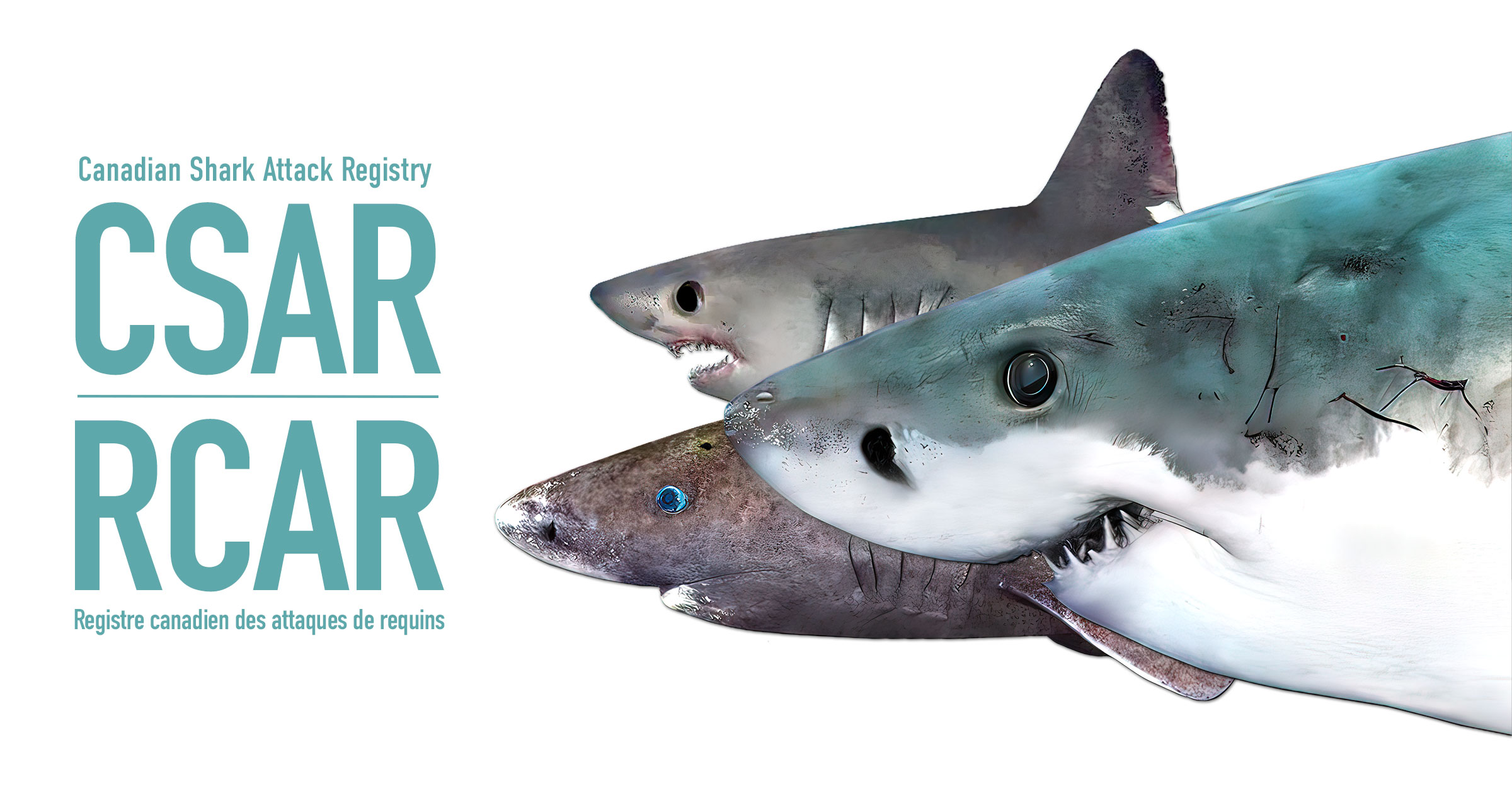 Attaque de requins : voici les 3 espèces les plus agressives
