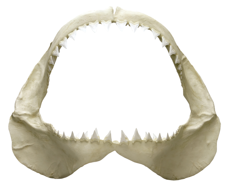 Greenland Shark Shark Science Requins