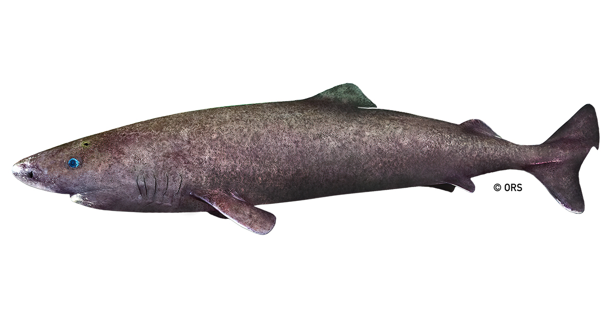 Greenland Shark  Shark Science Requins