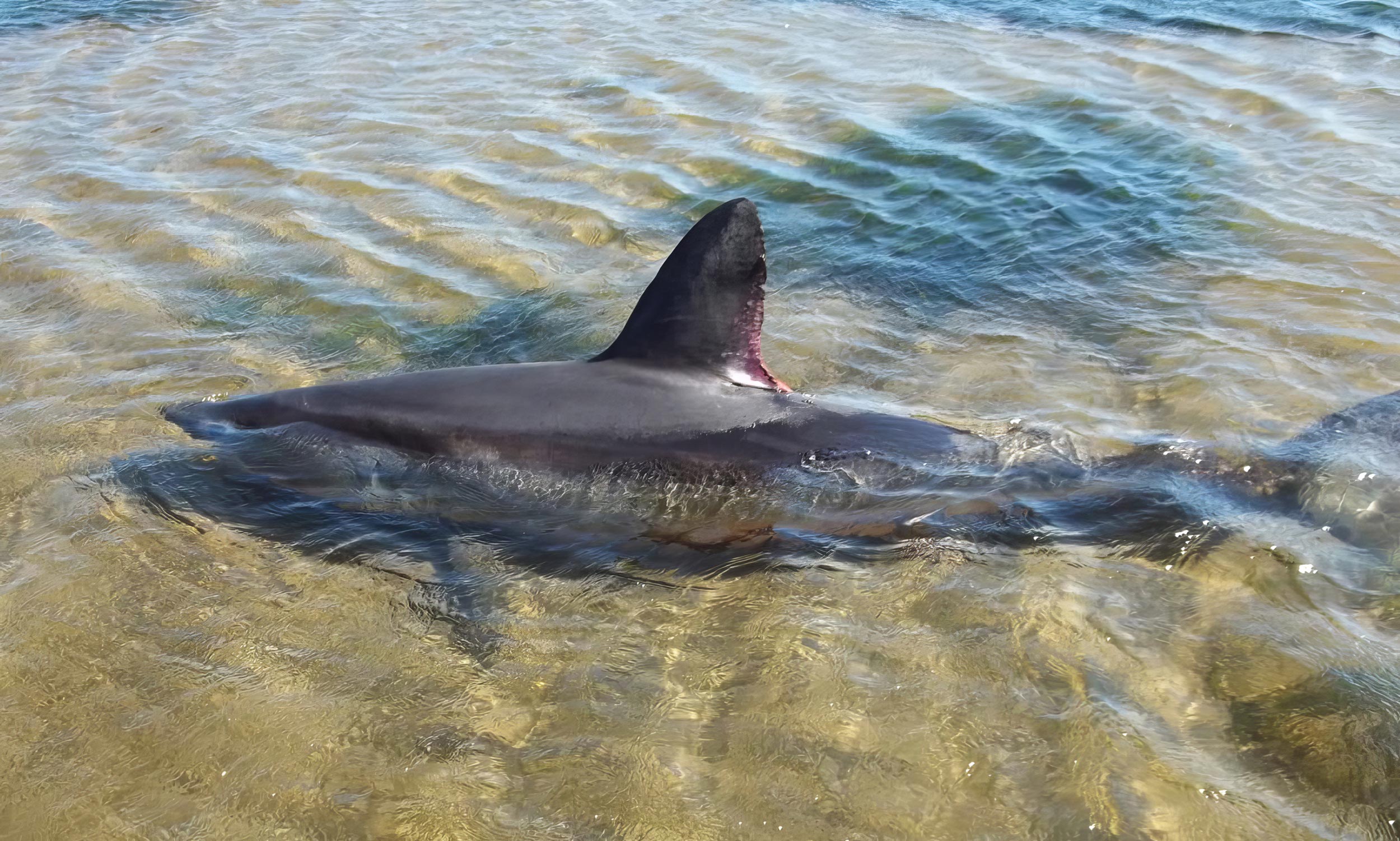 Requin en caoutchouc naturel Lassig - Maman Natur'elle : Ce Requin de la  marque Lassig est fabriqué