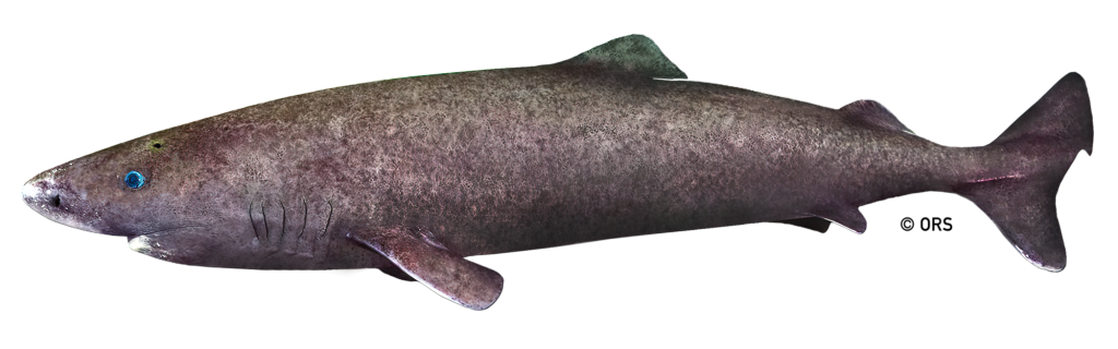 Greenland Shark  Shark Science Requins