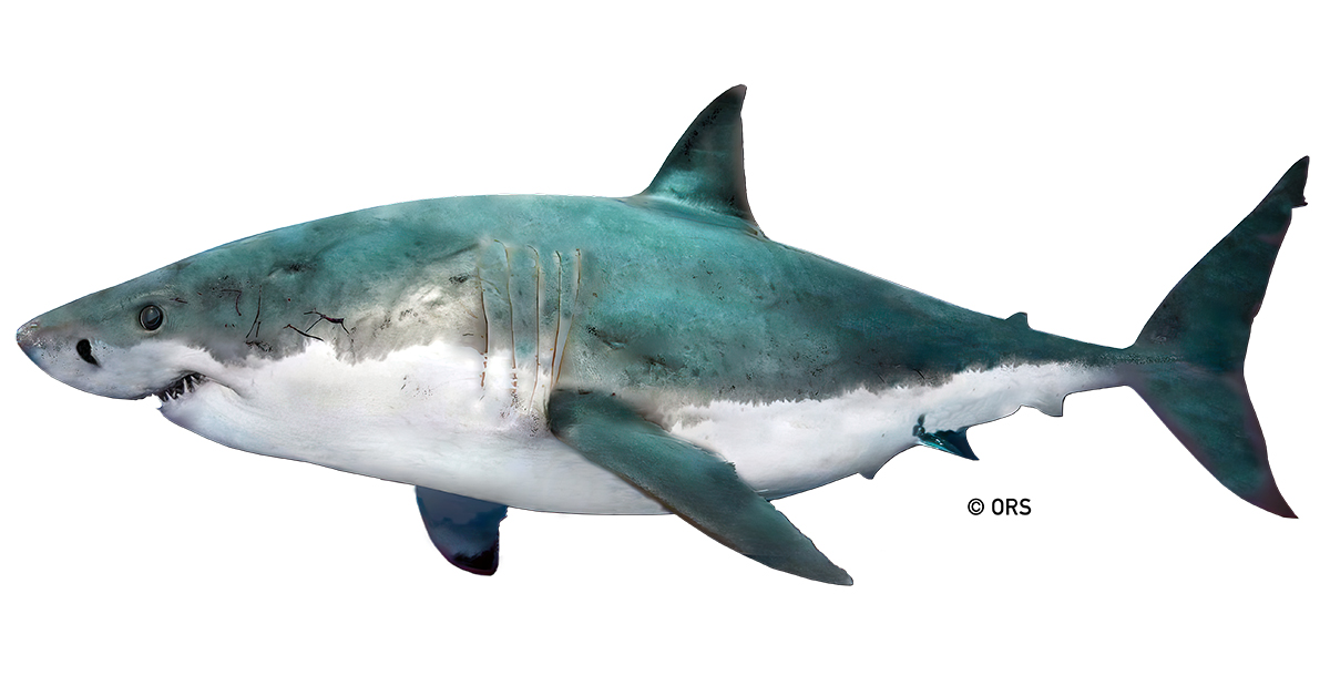 1200px x 628px - White Shark