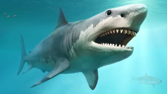 Sharks are cartilaginous fish that have lived in the oceans for more than 400 million years older than dinosaurs themselves